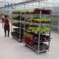 Industrial Good Quality Garden Danish Greenhouse Customized Dutch Display Galvanized Flower Trolley